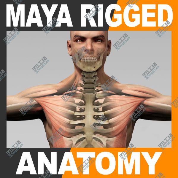 images/goods_img/2021040234/Maya Rigged Human Male Body, Muscular System and Skeleton/1.jpg